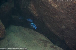 Cynotilapia zebroides 'Nkhata Bay'